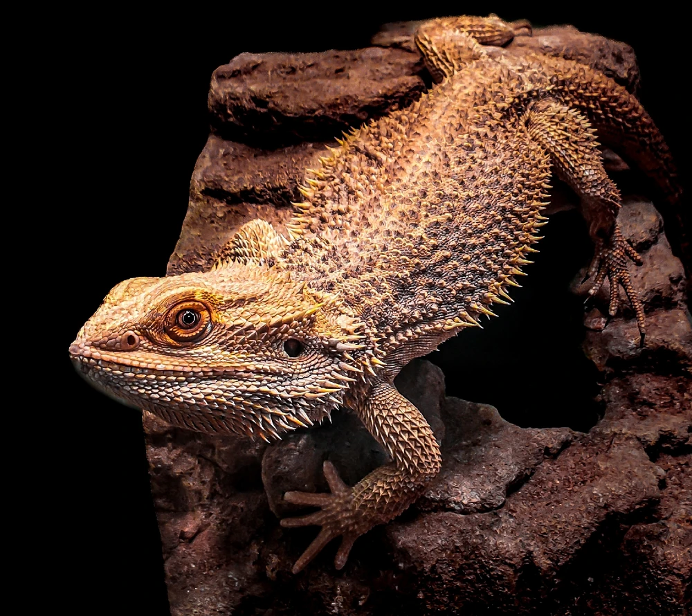 Image uploaded by Skylar