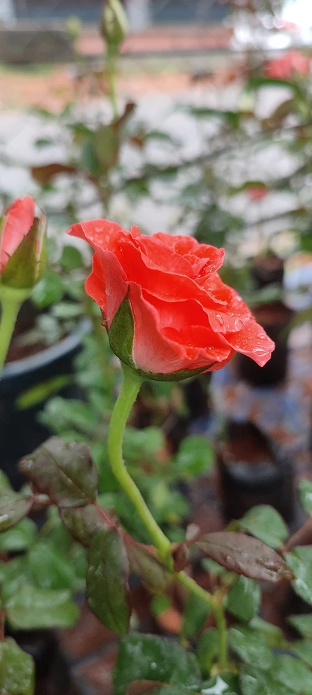 Image uploaded by Sanu
