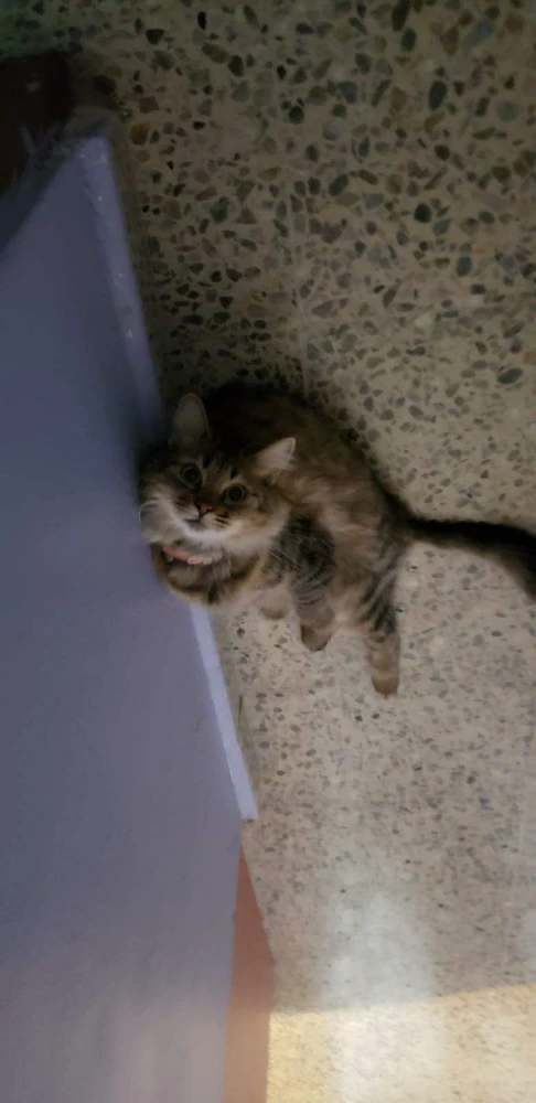 I-upload ni Wilfred ang larawan