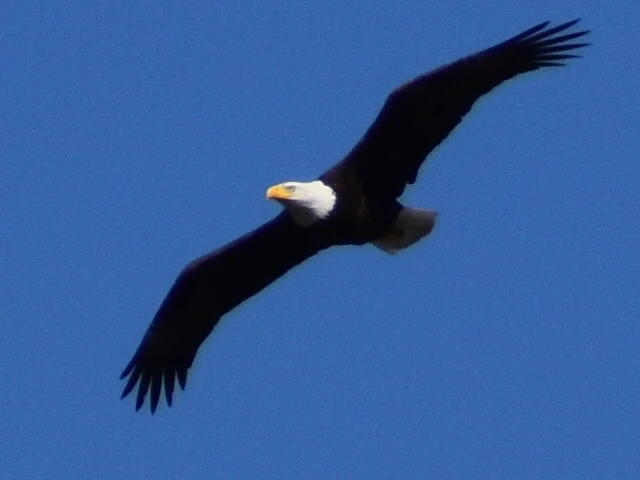 Image uploaded by Joy WhitsonBell