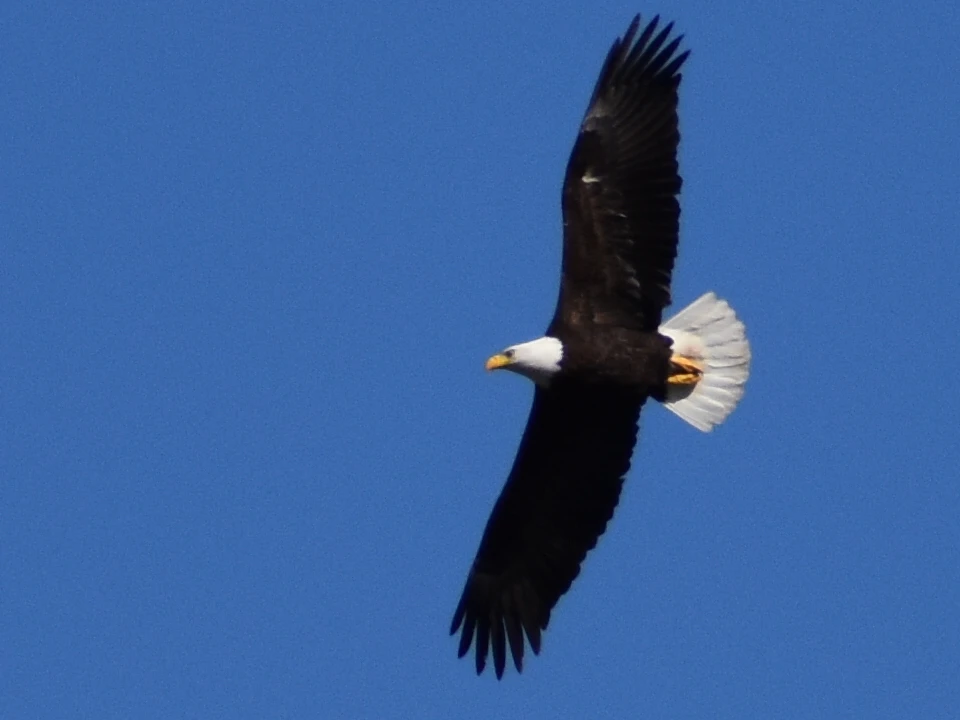 Image uploaded by Joy WhitsonBell