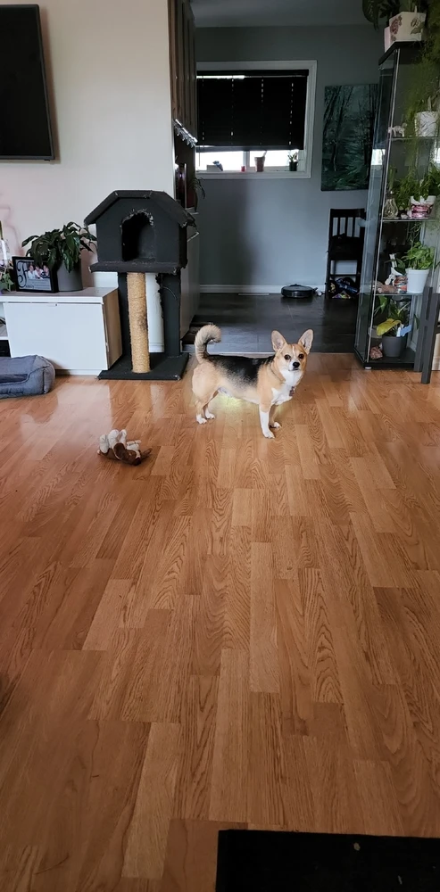 Image uploaded by 12pawsinn