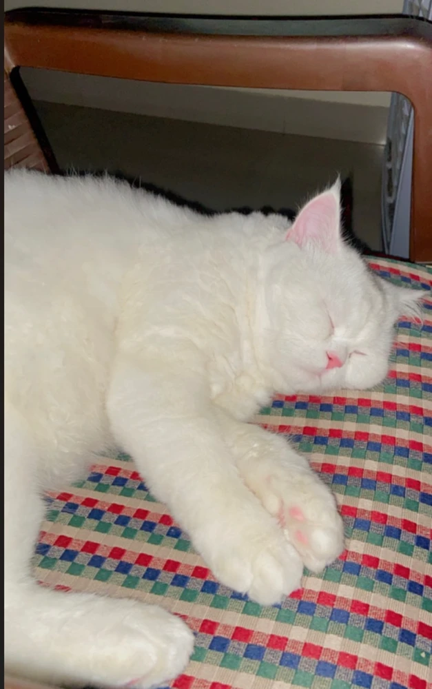 Image uploaded by Zimo