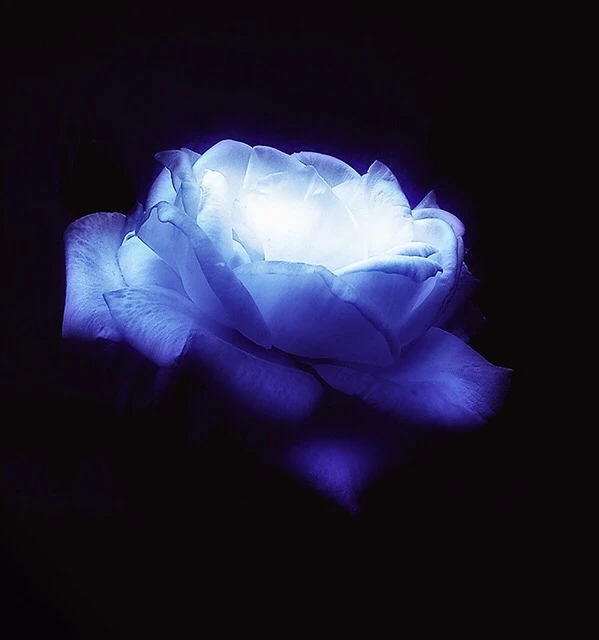Image uploaded by Kami