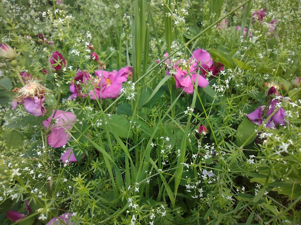 Image uploaded by Nathan Hamilton