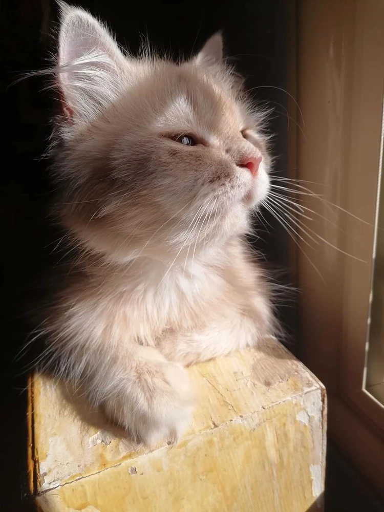 Bild hochgeladen von Medo