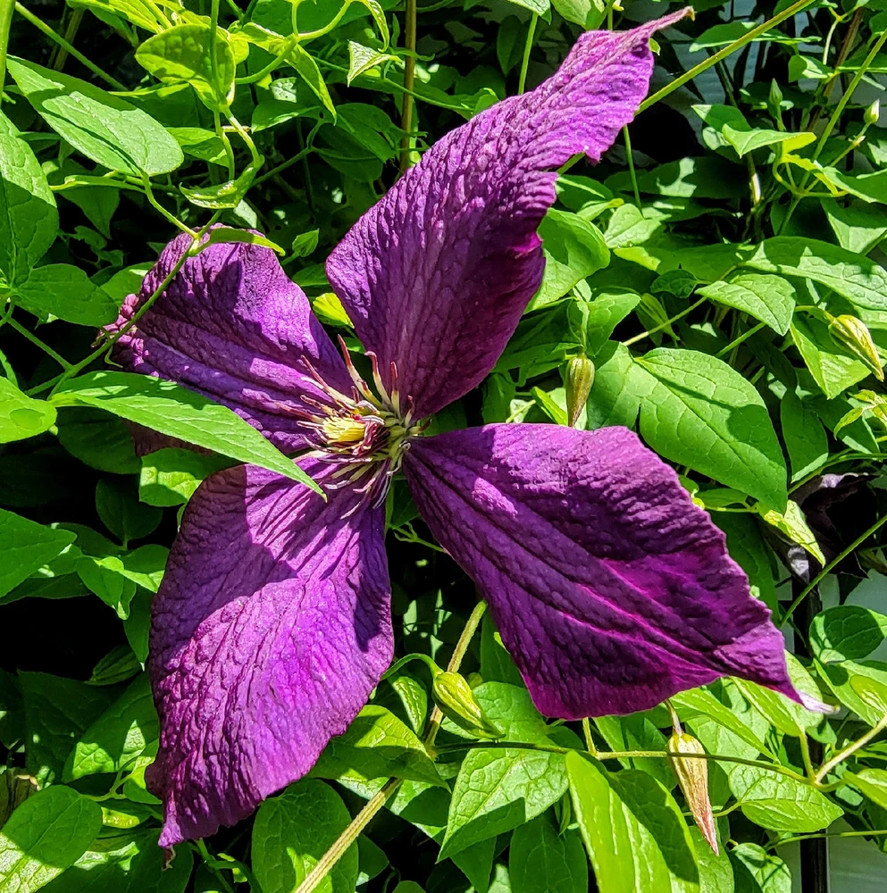 Image uploaded by >ꋖꁏꋊꂖ(°~°)