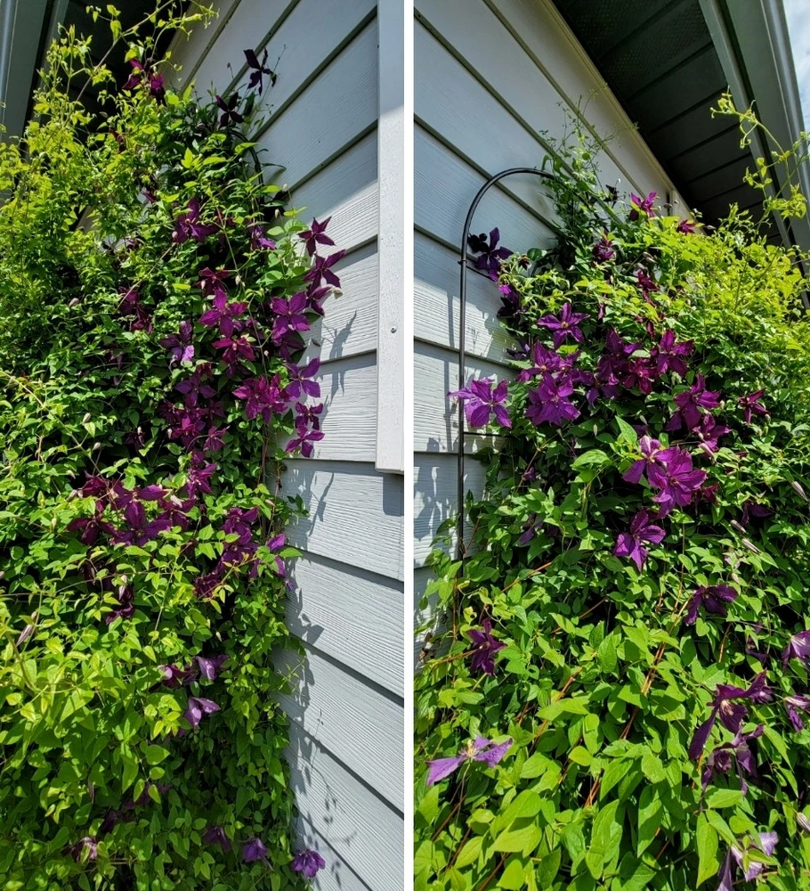 Image uploaded by >ꋖꁏꋊꂖ(°~°)