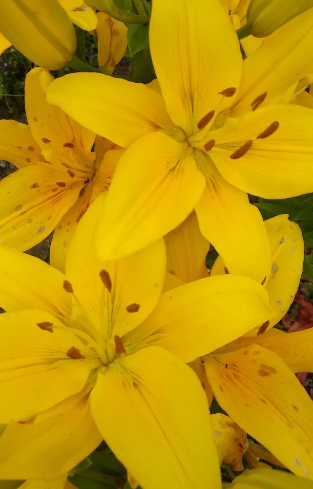 Image uploaded by Yu