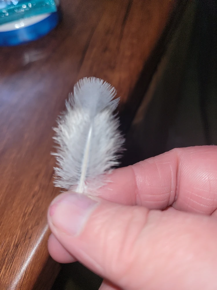 Image uploaded by Rianjoy