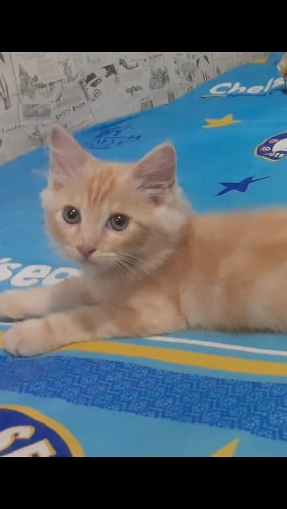 Image uploaded by Pii