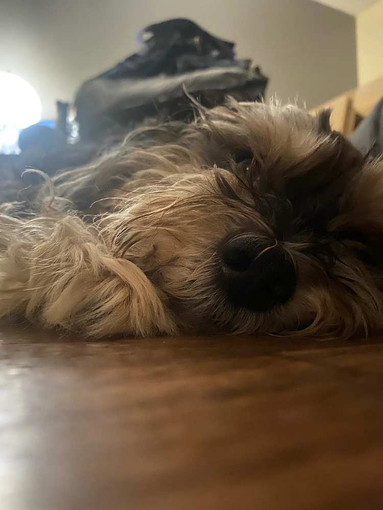 Image uploaded by Eva Jasmine