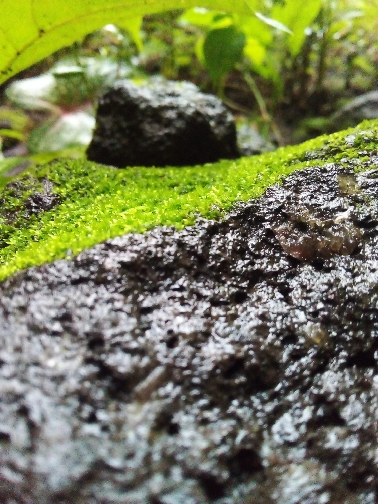 Imagen subida por Silvia