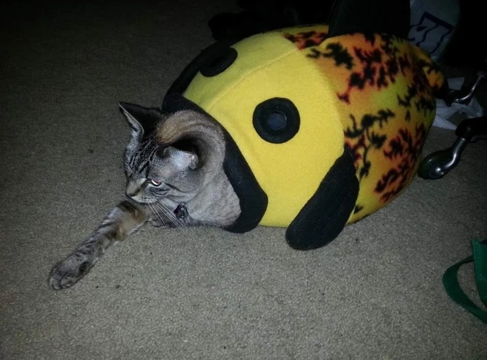 Image uploaded by Amber