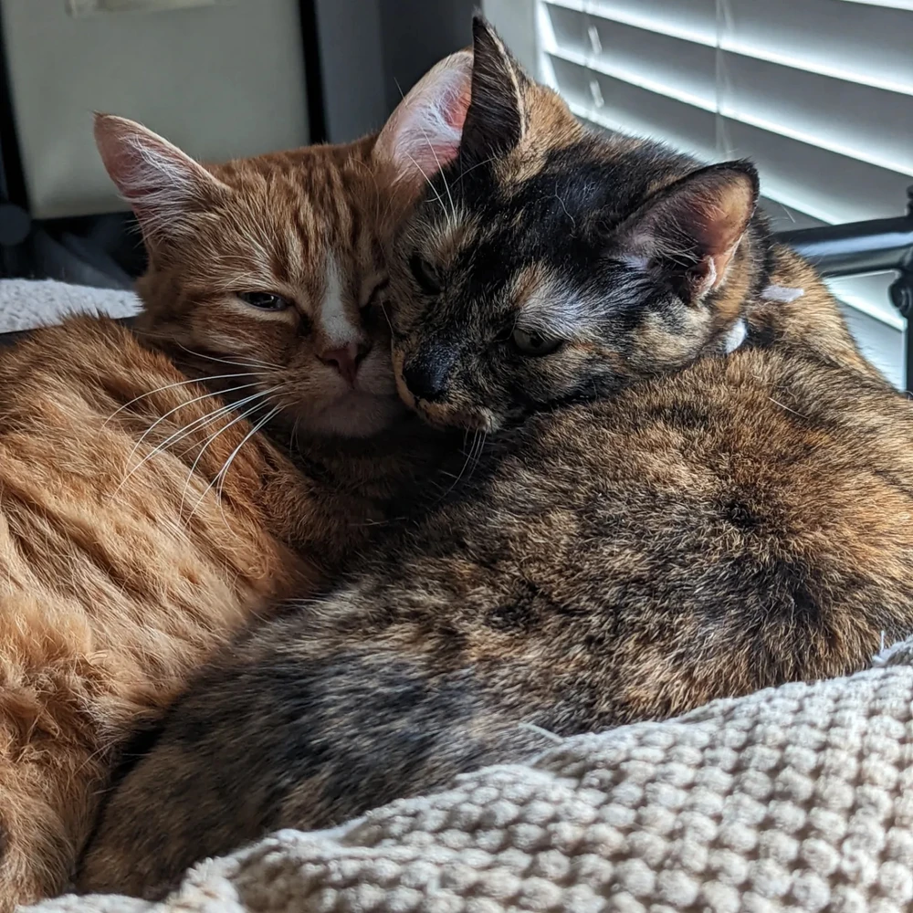 Image uploaded by Cyanasen