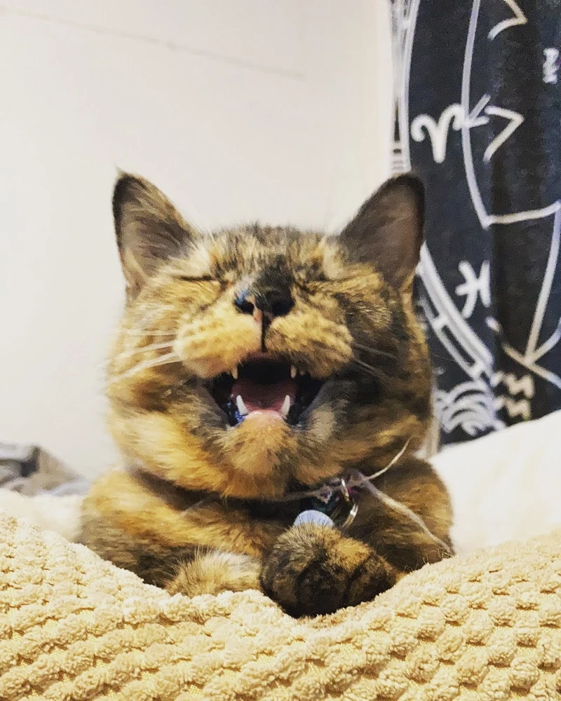 Image uploaded by Cyanasen