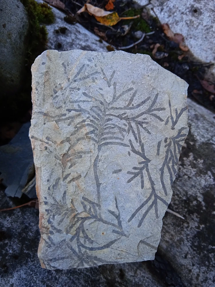 Image uploaded by Arafel