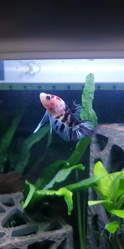 Image uploaded by Megan