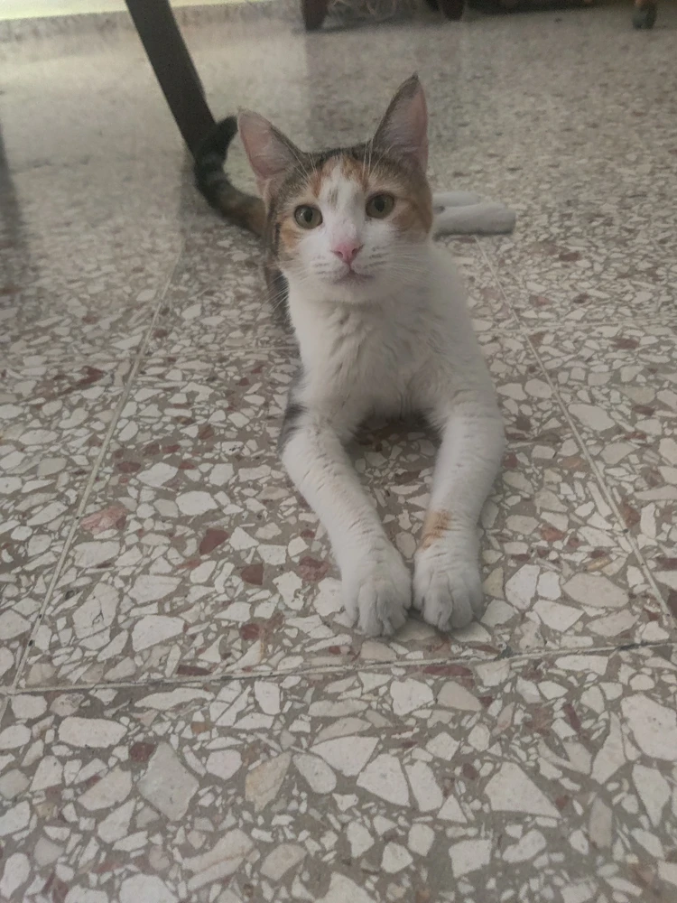 Image uploaded by Rafael