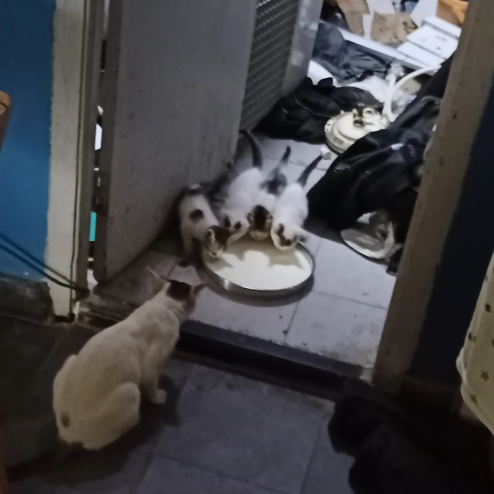 Image uploaded by vik