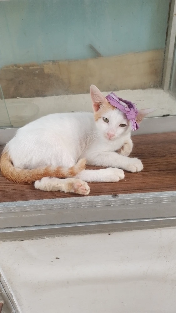 Gambar diunggah oleh Diahpurwati