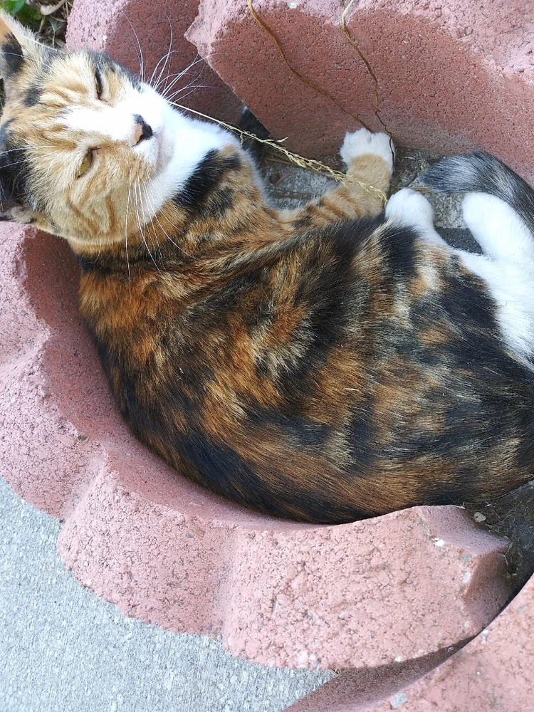 Image uploaded by Airam