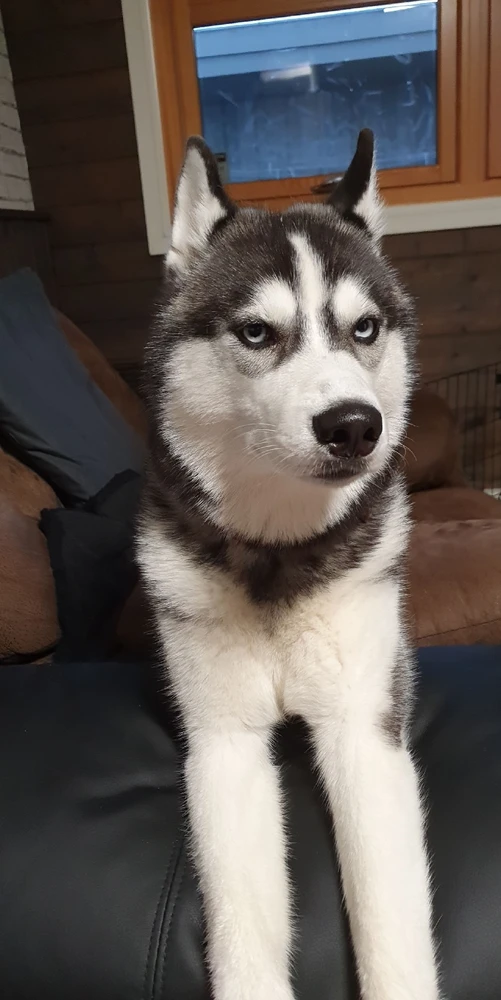 Image uploaded by Lillpanda