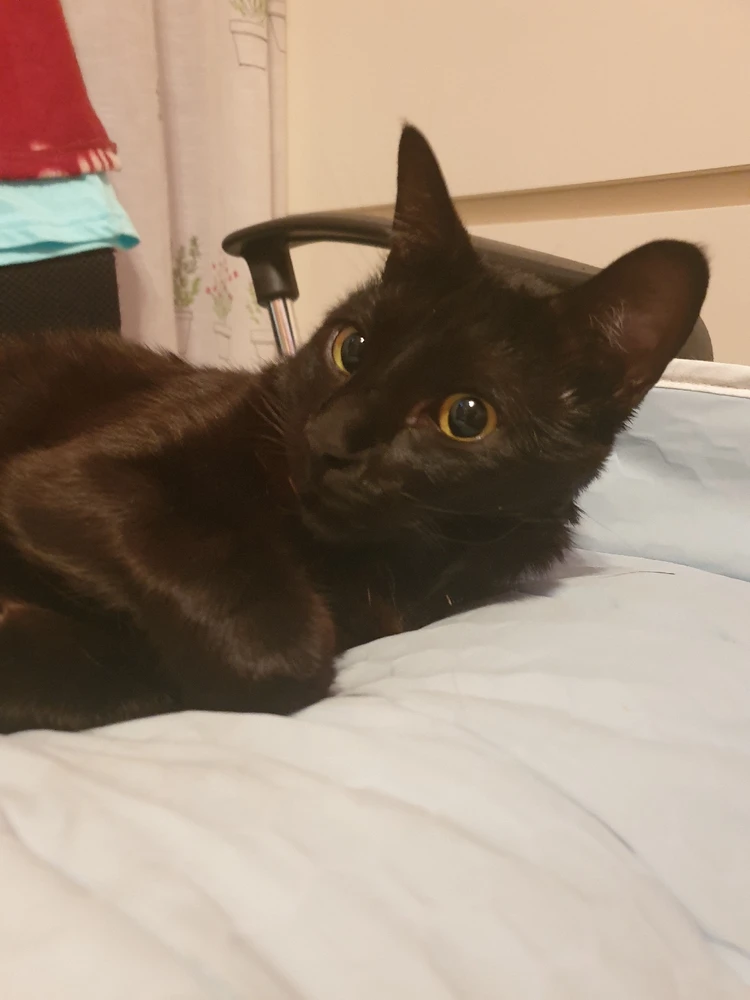 Imatge pujada per Mireia