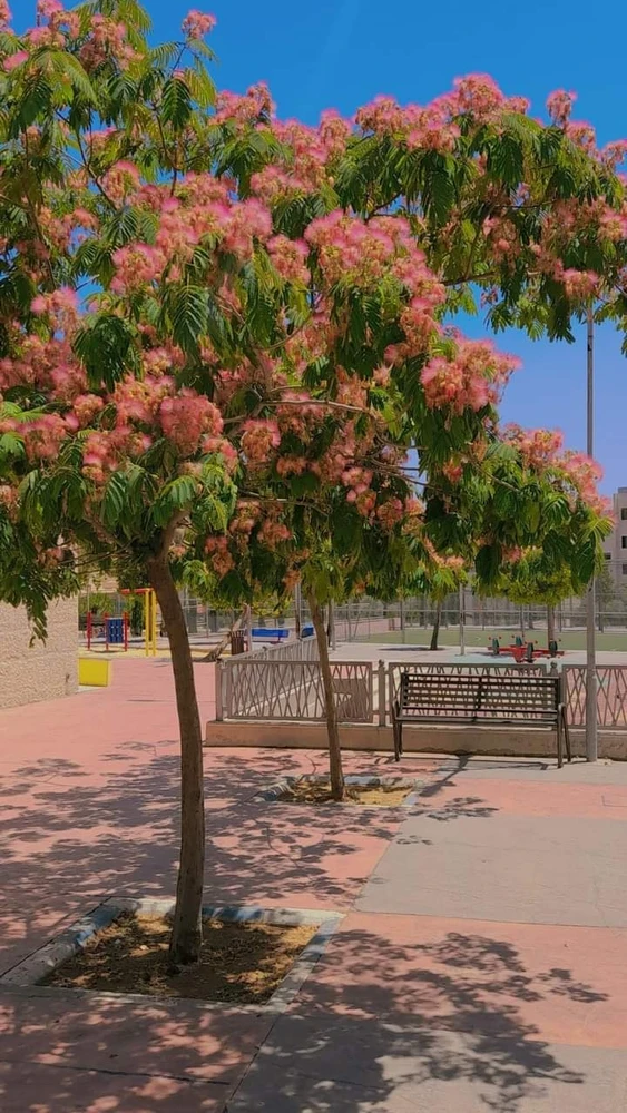 صورة رفعها Walaa