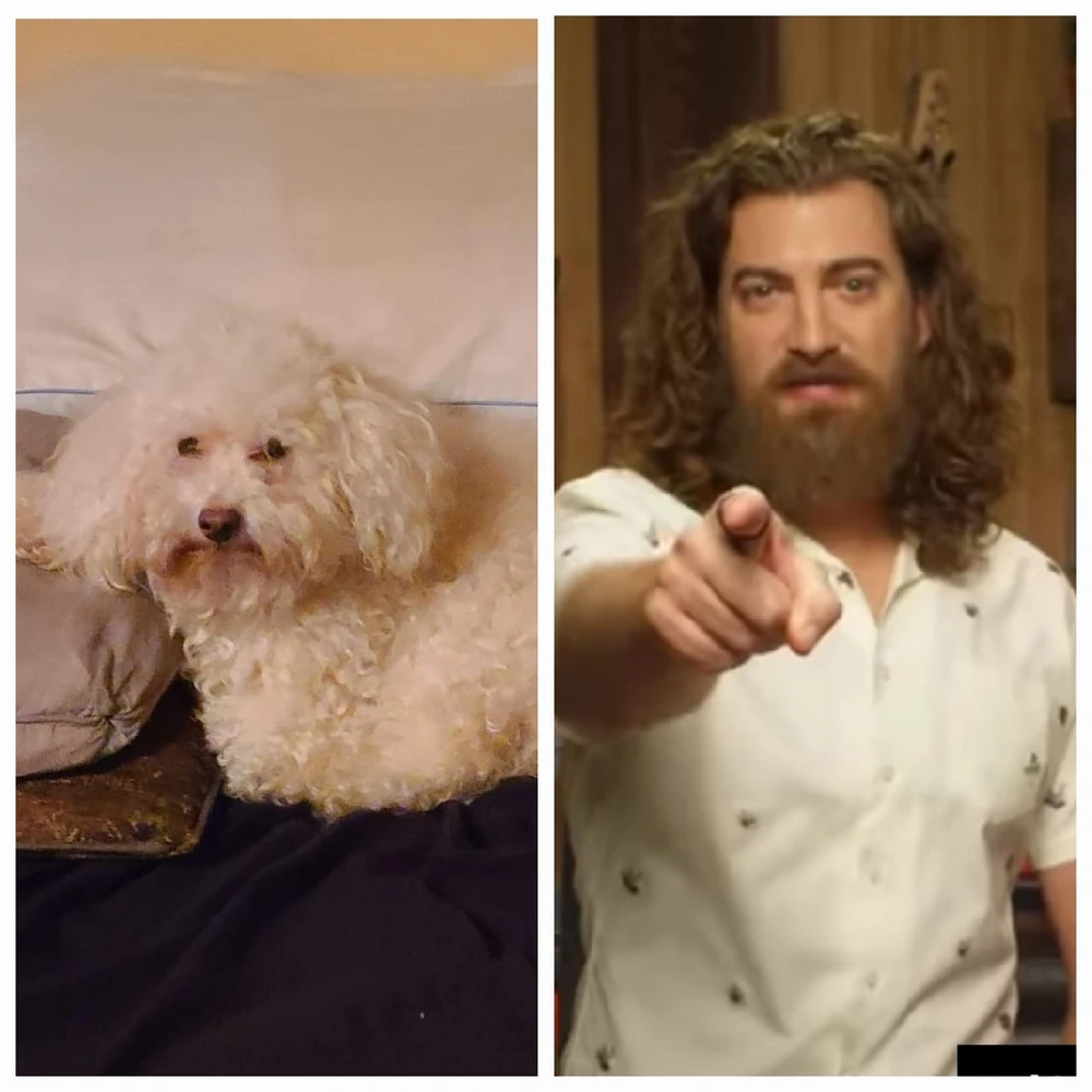 Why does this dog look exactly like Rhett?