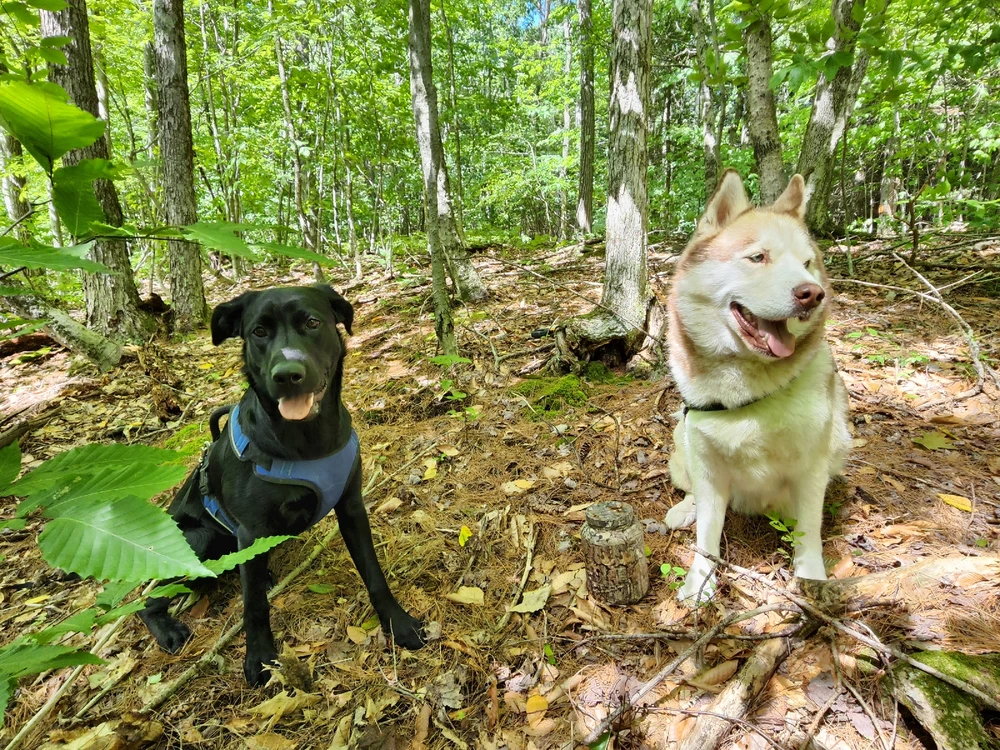 Image uploaded by Norm