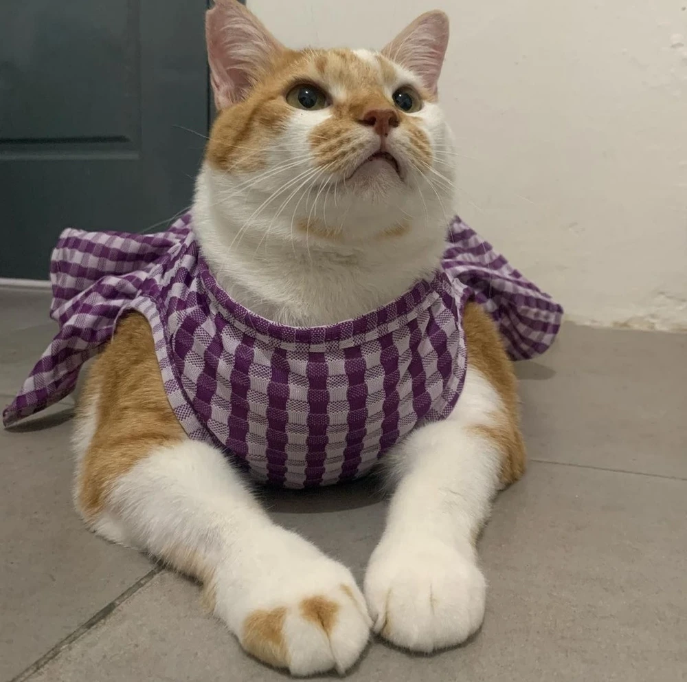 Image uploaded by Sha