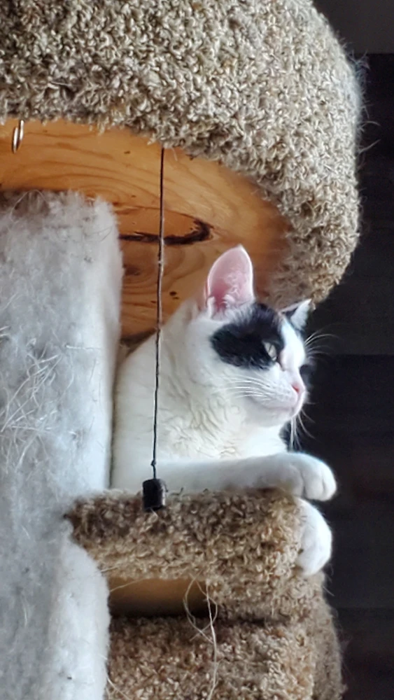 Image uploaded by Bravi