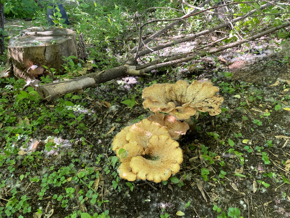 Dryad’s saddle(s)