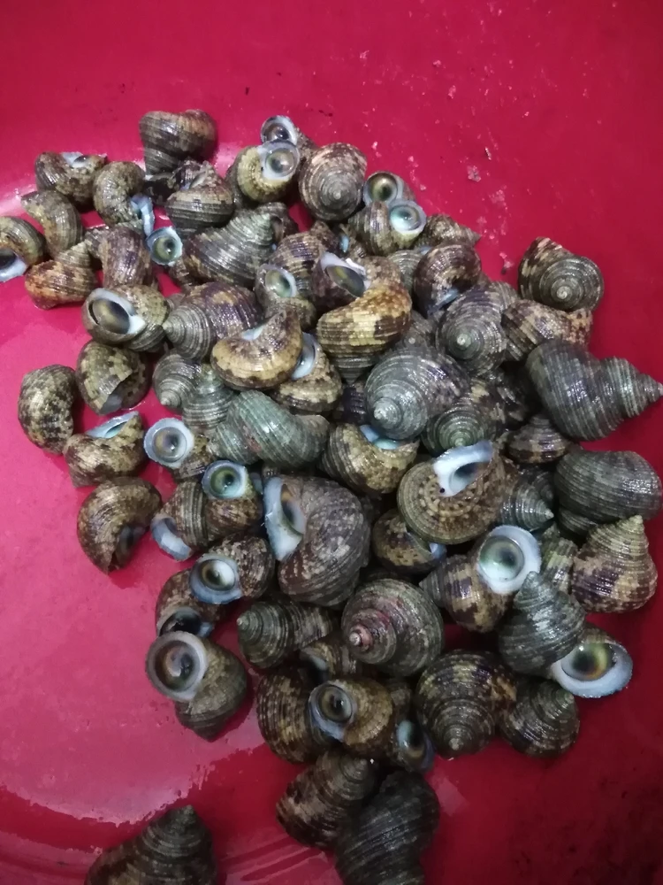 Image uploaded by Dayang