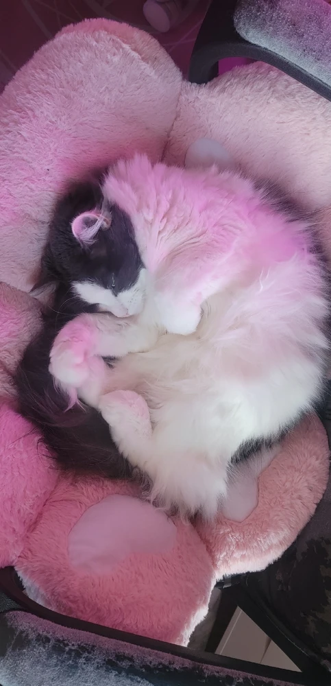 Show me your pets! 🥰