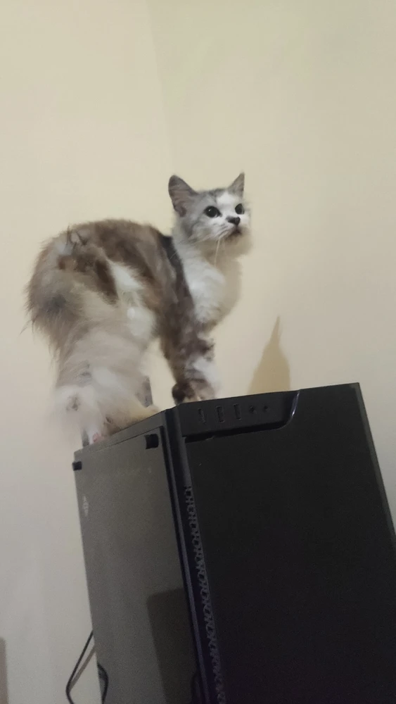 Gambar diunggah oleh Ijuul