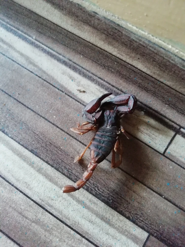 Image uploaded by Ahora Silva