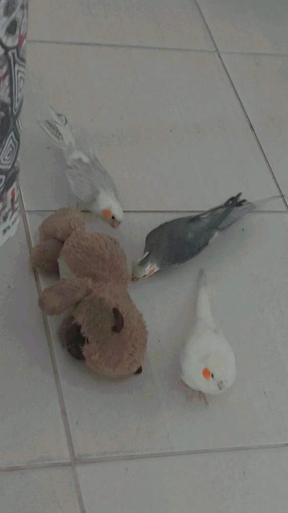 Imagem enviada por Akira