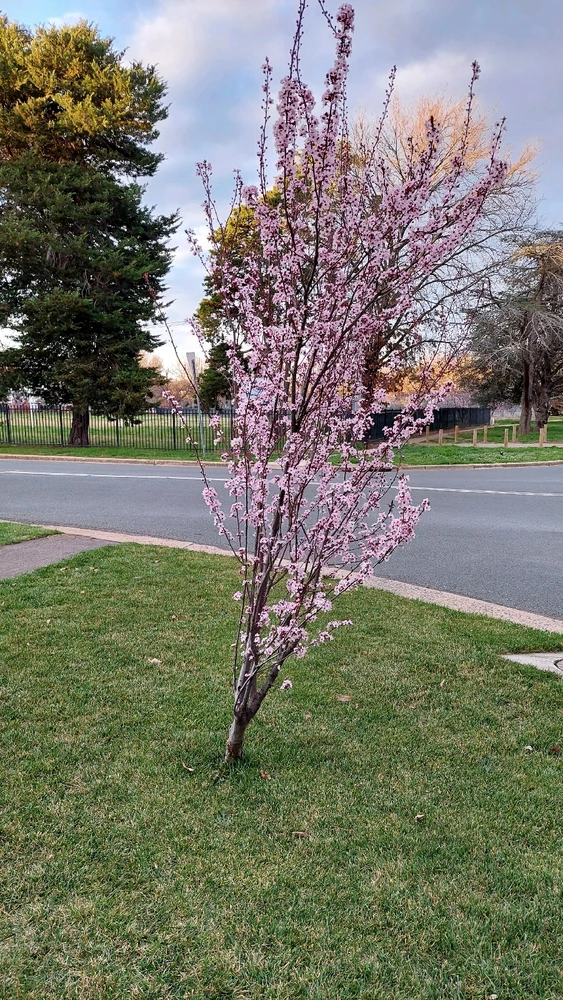 Image uploaded by Roy