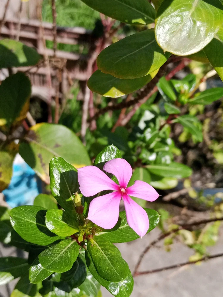 Image uploaded by Ajit Maharjan