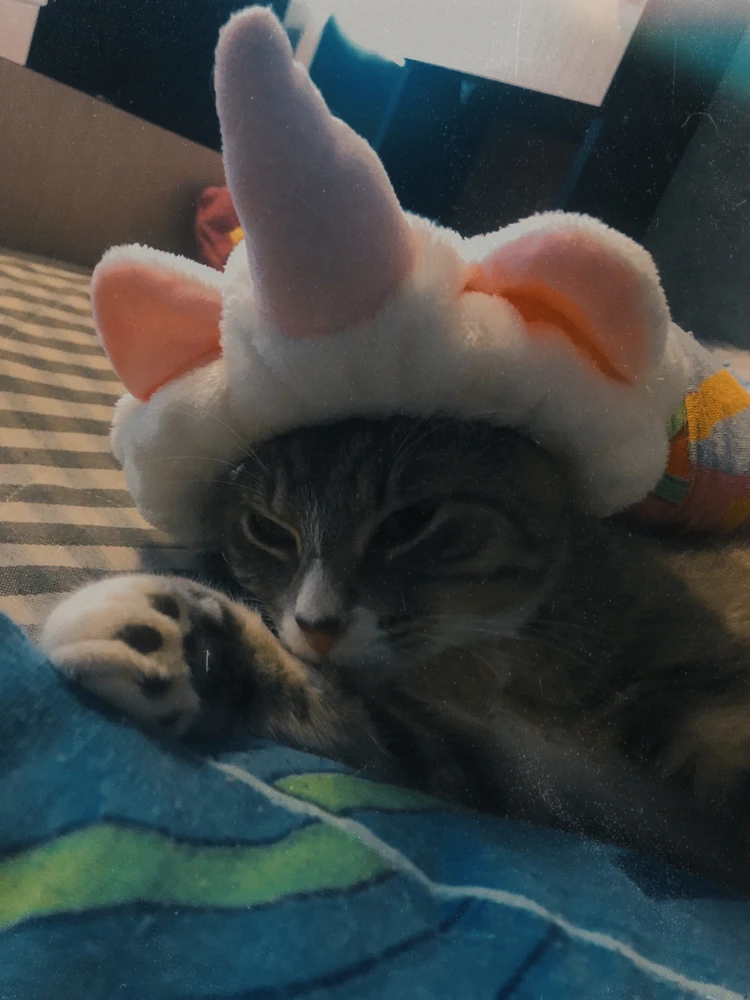 Image uploaded by Nokimon
