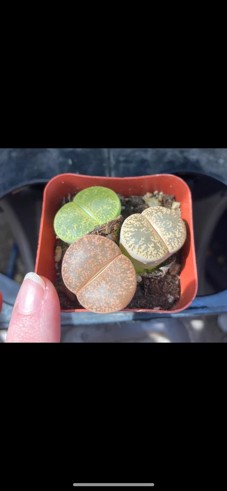 Image uploaded by Tori