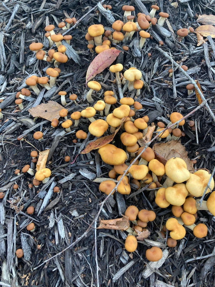 Image uploaded by Betsy