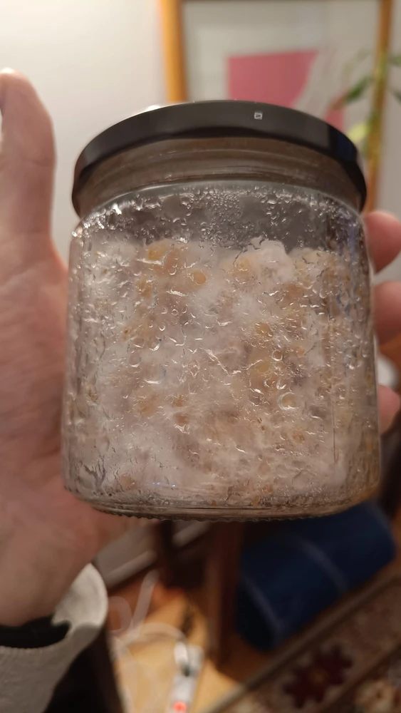 Mycelial growth on popcorn substrate