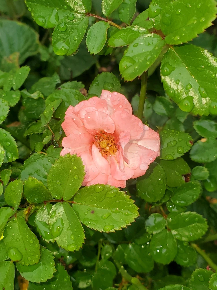 Tori 🌺上傳的圖片