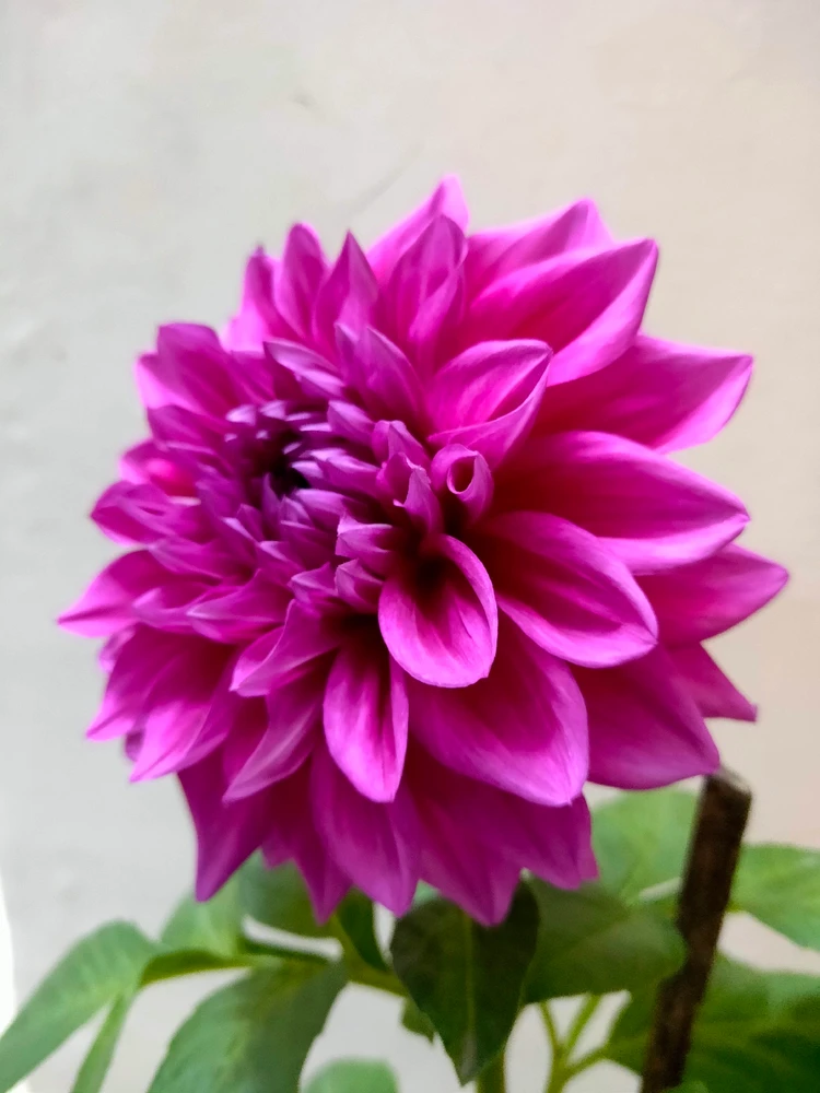 Image uploaded by Ashutosh Kumar