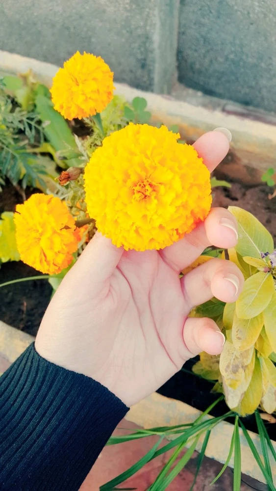 jiaがアップロードした画像