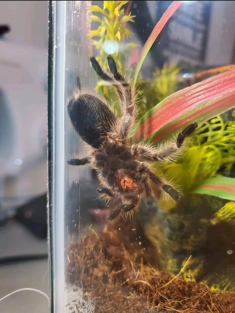Bowser上傳的圖片