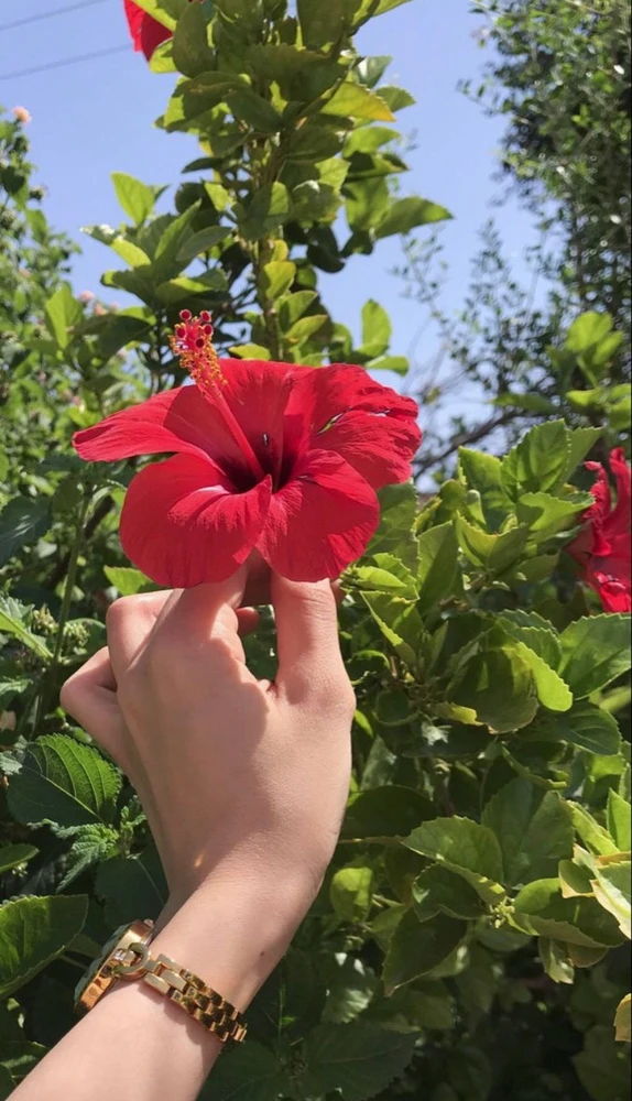 Image uploaded by Melyn J.